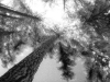 Tree Canopy 2006